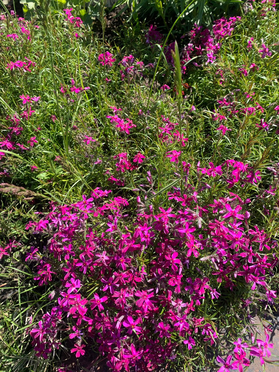 флокс шиловидный в саду, фото автора