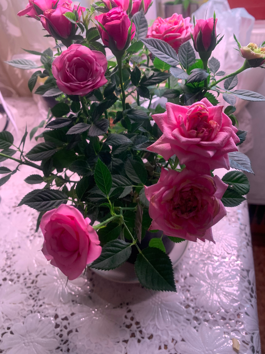 роза Кордана, фото автора