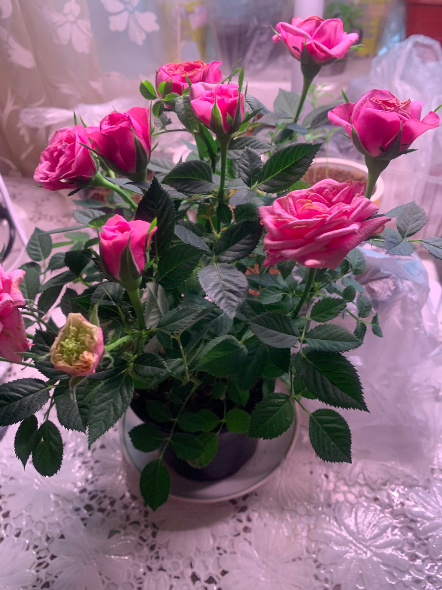 роза Кордана, все фото автора