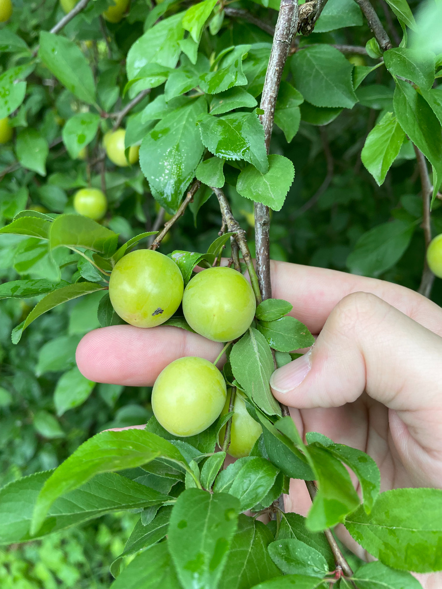 Алыча в Бресте