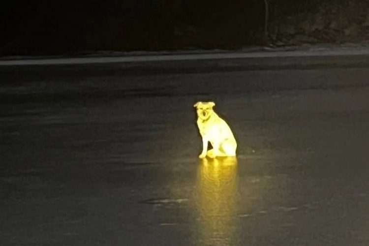 Родственники мужчины пытались забрать собаку домой, но она каждый раз сбегала и возвращалась к злополучной проруби. Фото: госкомитет РБ по ЧС