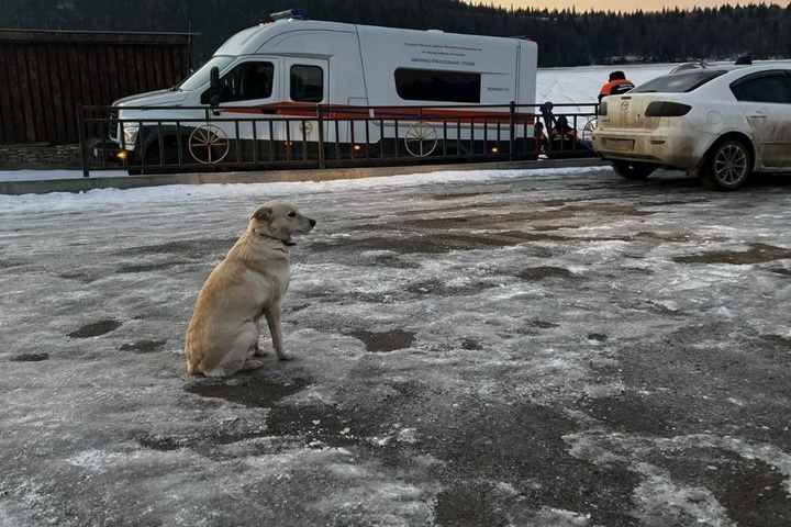 Старенькая дворняга Белка каждый день приходила на место гибели 59-летнего хозяина. Фото: госкомитет РБ по ЧС