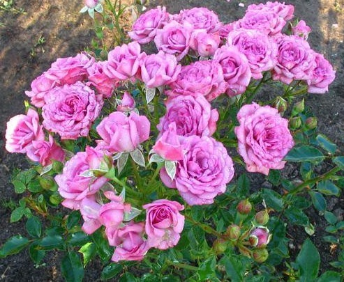 роза Lavender Jewel