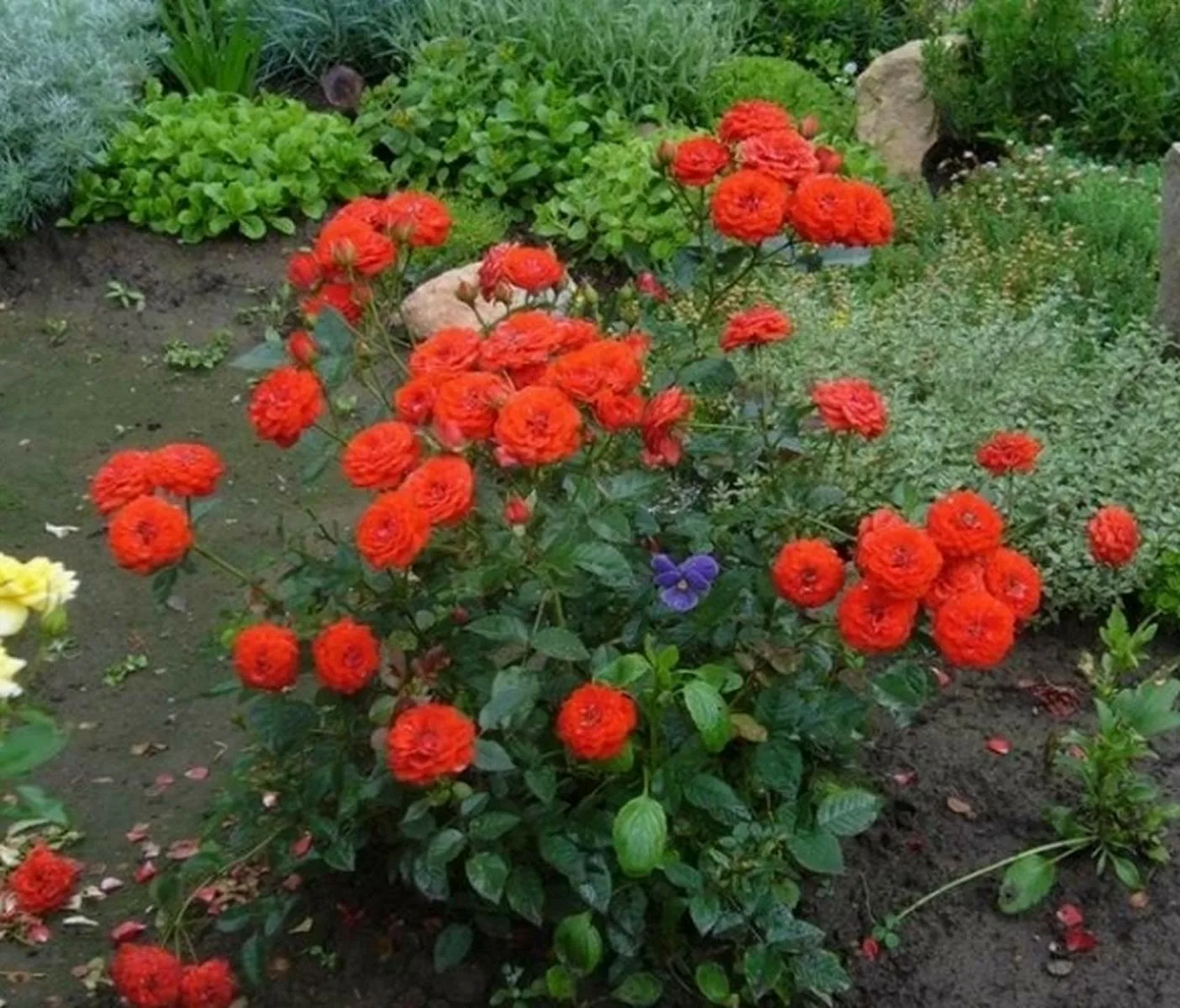 роза Orange Juwel