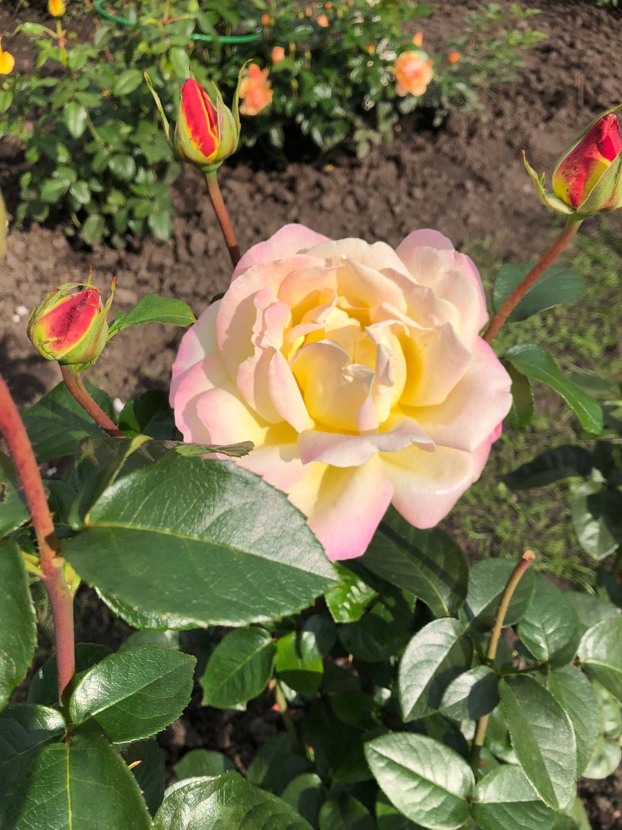 роза Глория Деи, фото автора