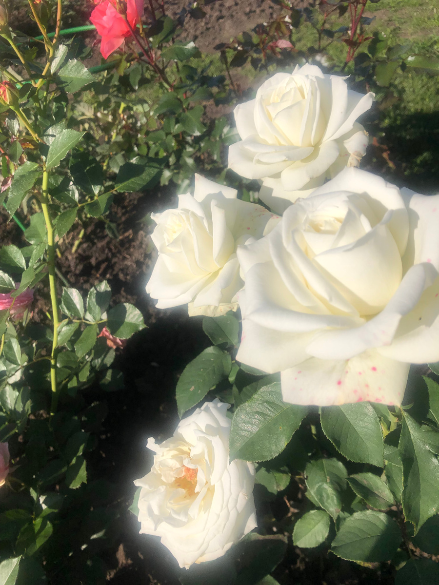 роза Папа Иоанн Павел 2, все фото автора