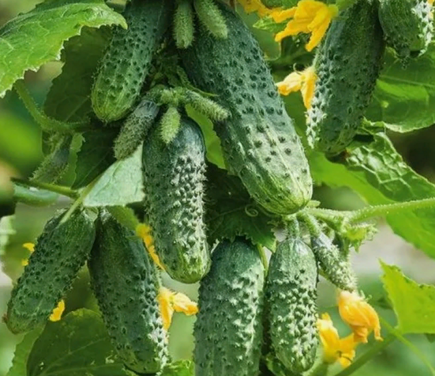 Много огурцов