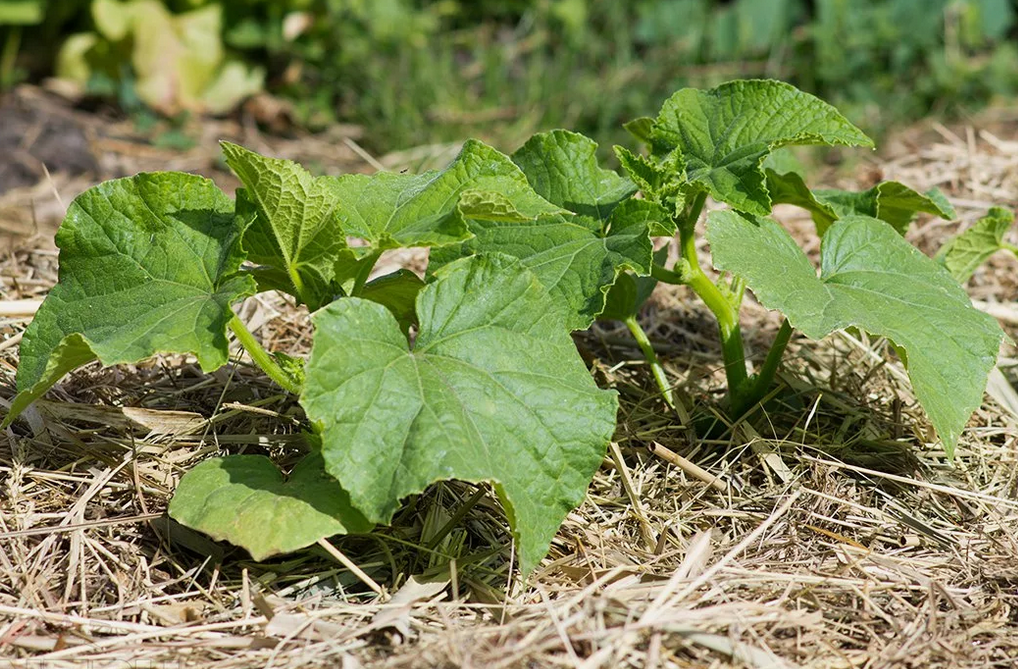Мульча под огурцами