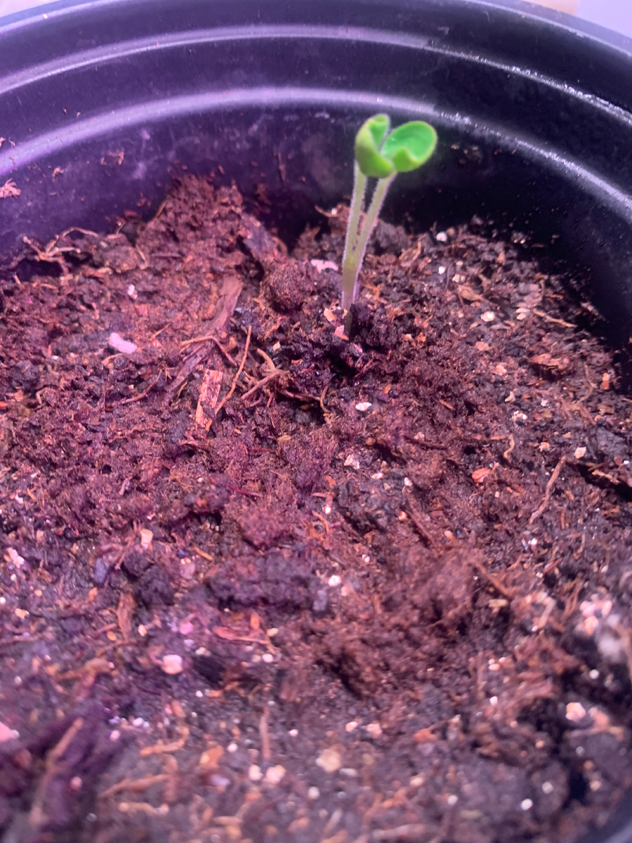 герань садовая, фото автора