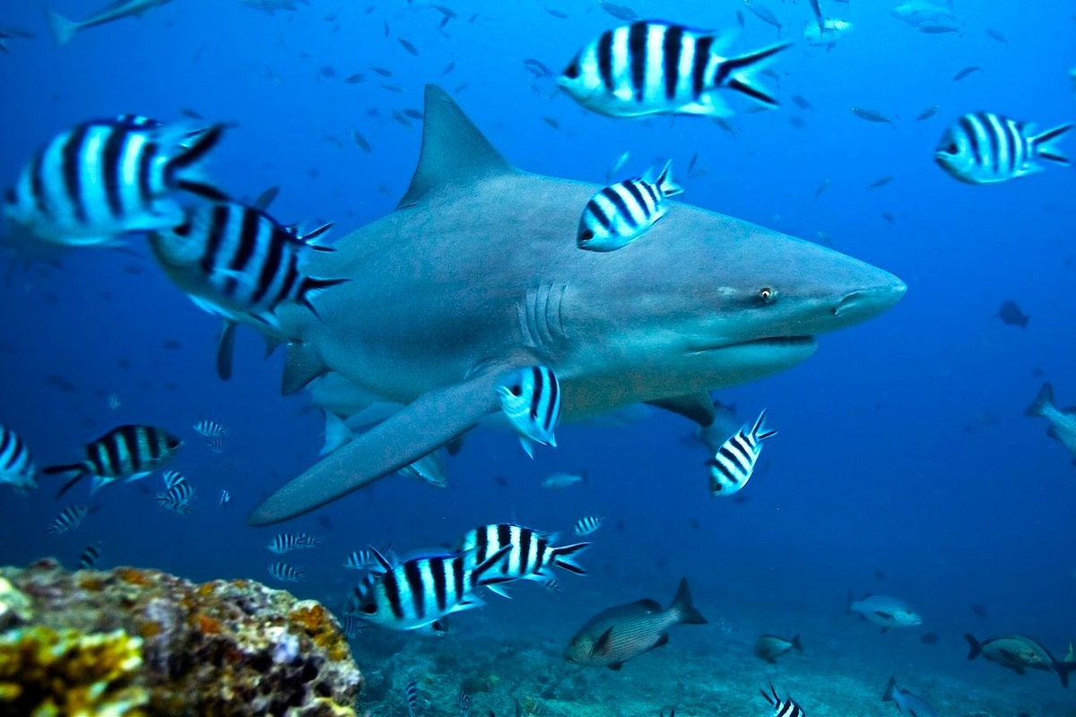 Пугающий вид не всегда говорит о страшном характере. Акулы тоже могут бояться людей