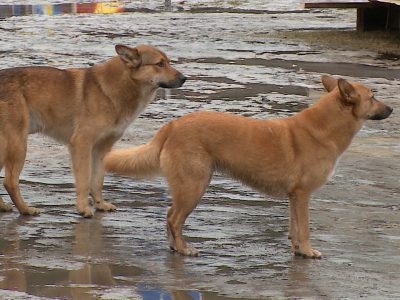    Фото: ГТРК Карелия