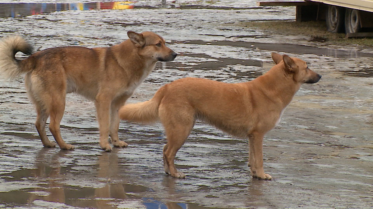    Фото: ГТРК Карелия
