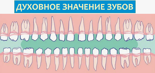 для чего нужны зубы