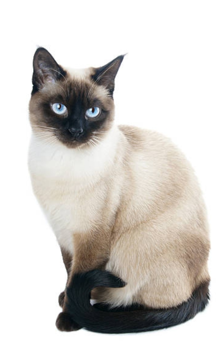 Сиамская кошка.