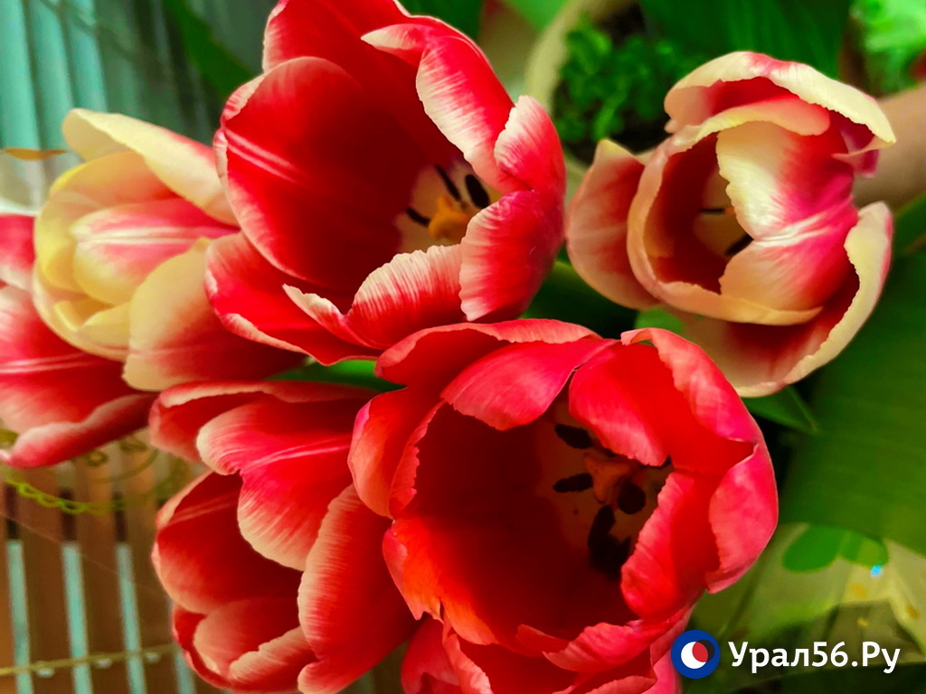    В Оренбурге женщина потеряла полмиллиона рублей при покупке тюльпанов