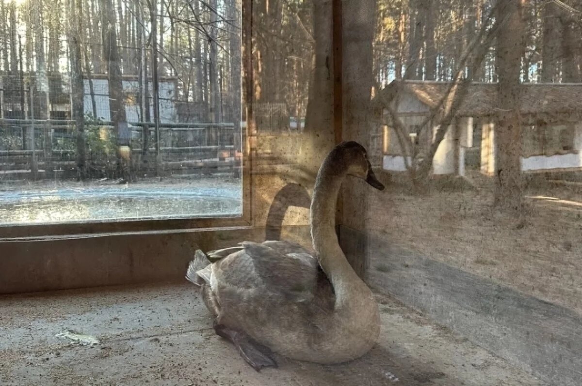    В ульяновский зоопарк привезли четвёртого за месяц лебедя