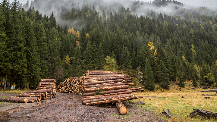    По факту шла нещадная вырубка леса и экспорт "кругляка" в Европу или в Китай. Фото: Murmakova Larisa/Shutterstock