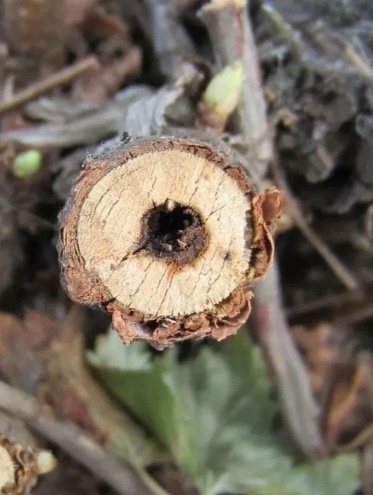 Самый неприятный вредитель. Спасаем смородину и малину. Стеклянница - система борьбы и защиты. Урок 4