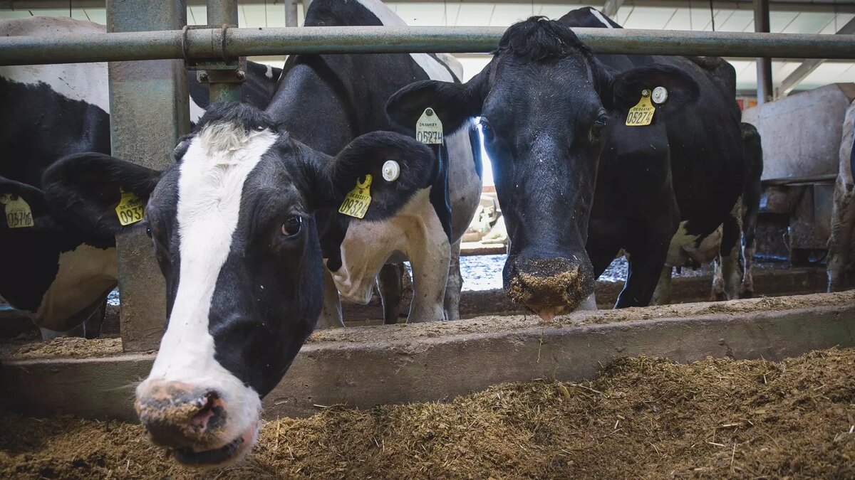     Источник: 1MI