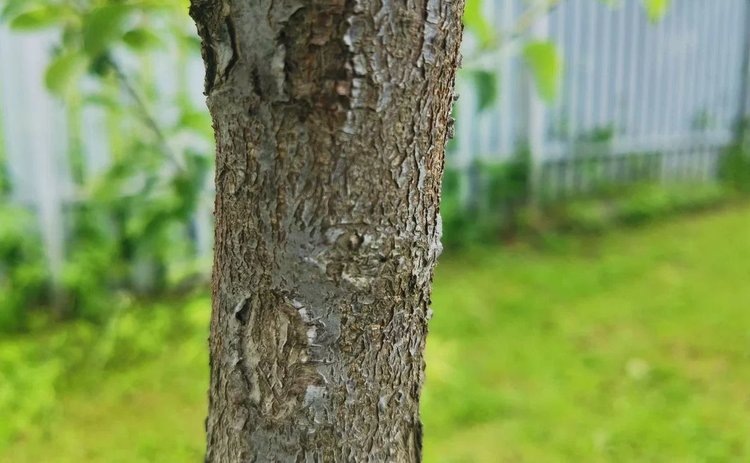    Как правильно почистить плодовые деревья от мха и лишайников