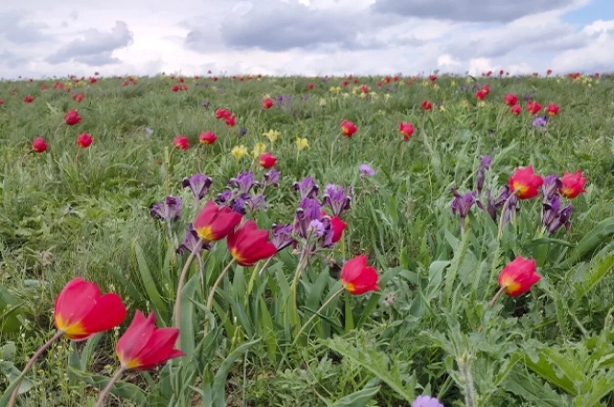    В Волгограде ученые выяснили, как изменилась природа региона за 250 лет