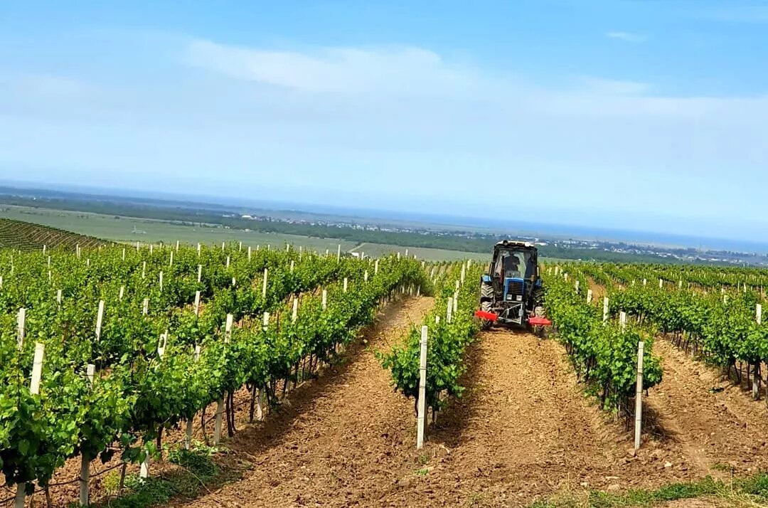 Виноградники ОАО "ДЗИВ"
© Фото: ОАО "ДЗИВ"