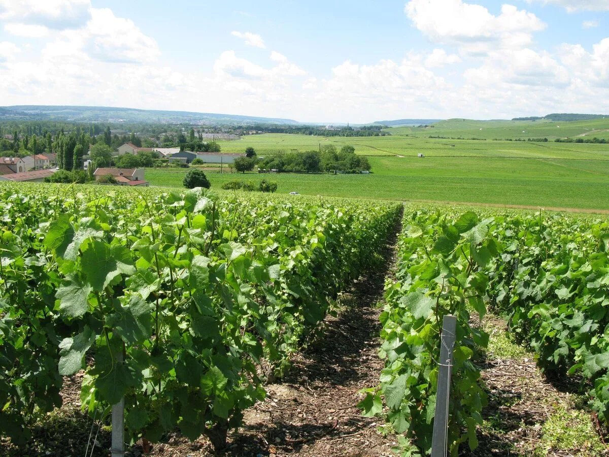 Виноградники ОАО "ДЗИВ"
© Фото: ОАО "ДЗИВ"