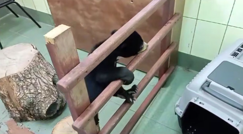    Скриншот: https://t.me/Moscowzoo_official