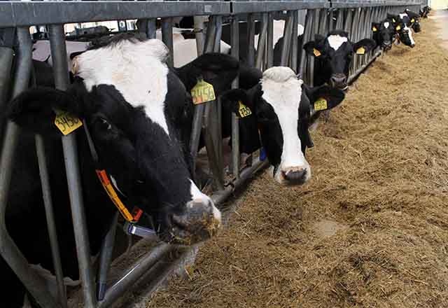 В Тверской области поддержат растениеводов и животноводов