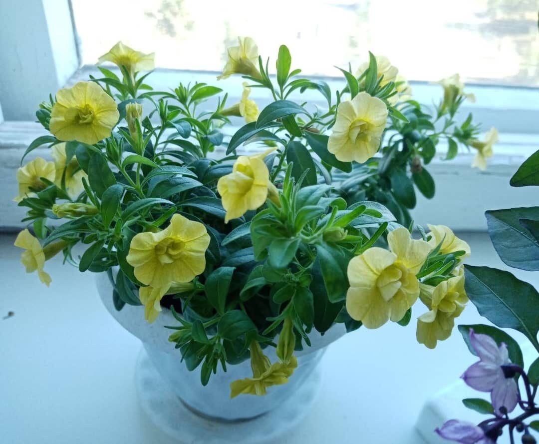 калибрахоа зимой в квартире фото автора