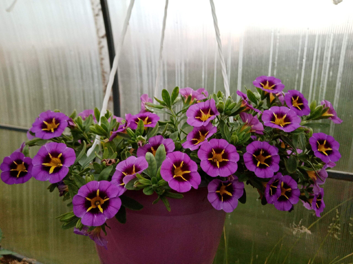 калибрахоа набирает шапку.. июнь.. фото автора