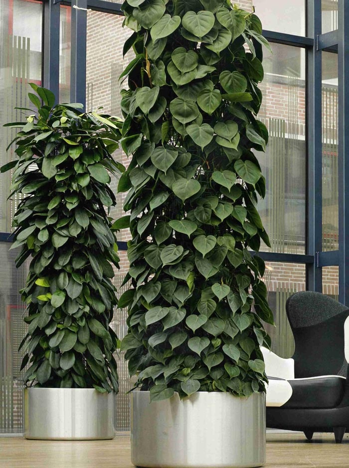 Филодендрон Сканденс, или Лазящий