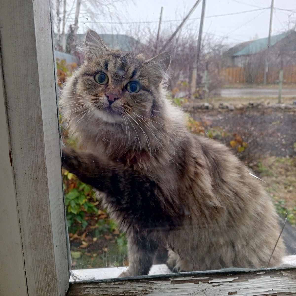 Кузя позирует за окном