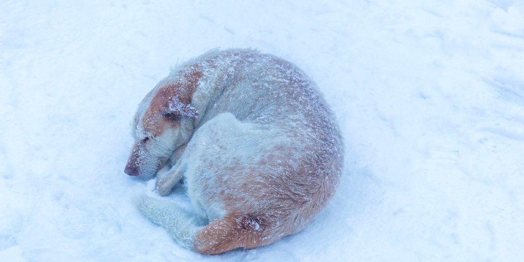 До последнего верила, что хозяин вернётся: трогательные истории российских Хатико