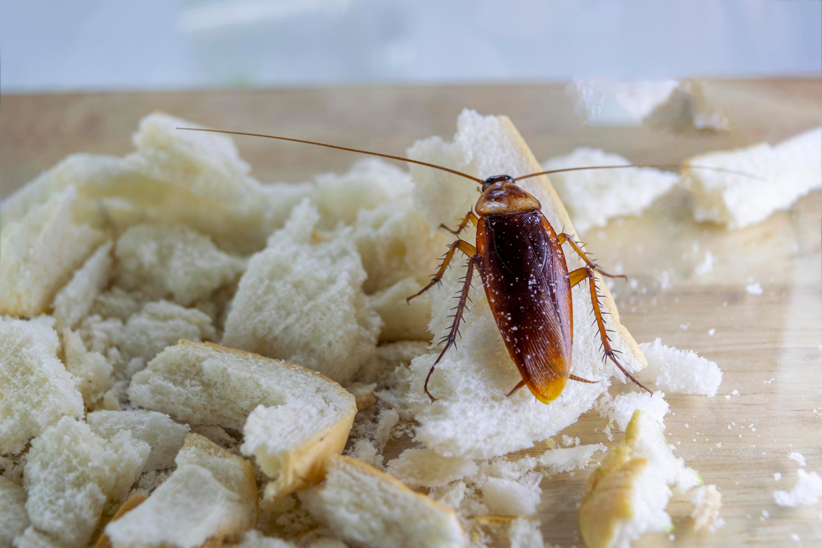 Рыжий таракан - Прусак