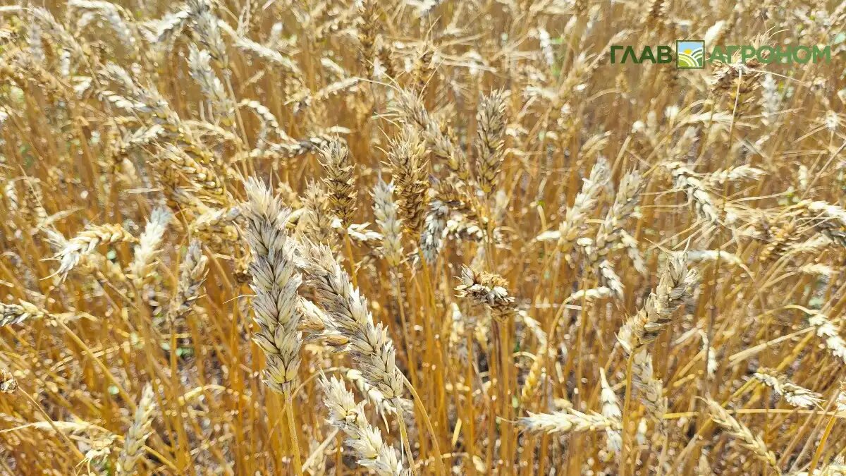 Фото:© Ирина Борисова / Glavagronom.ru
Правительство Польши не согласно подписывать соглашение со странами МЕРКОСУР