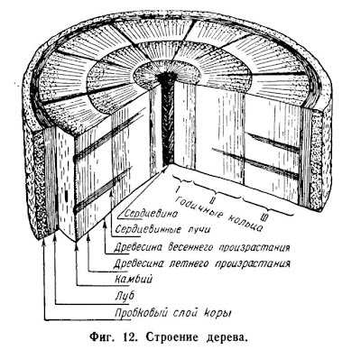 Строение дерева