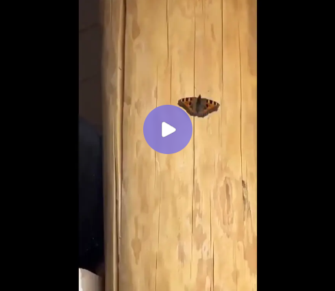 Та самая бабочка.