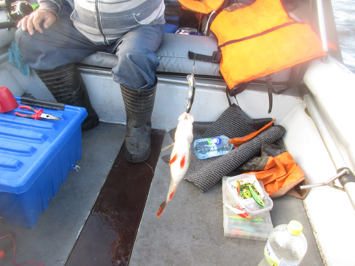 фото 10 «фасоль зеркало»