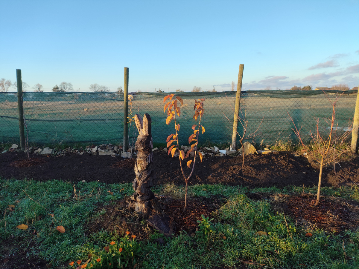 Заяц и покрасневшая черешня. Тоже привитая, кстати.