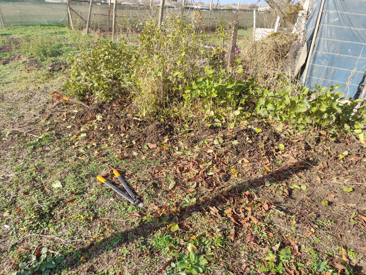 Краешек уже убрала. Заодно срезала нависающие ветки каштана