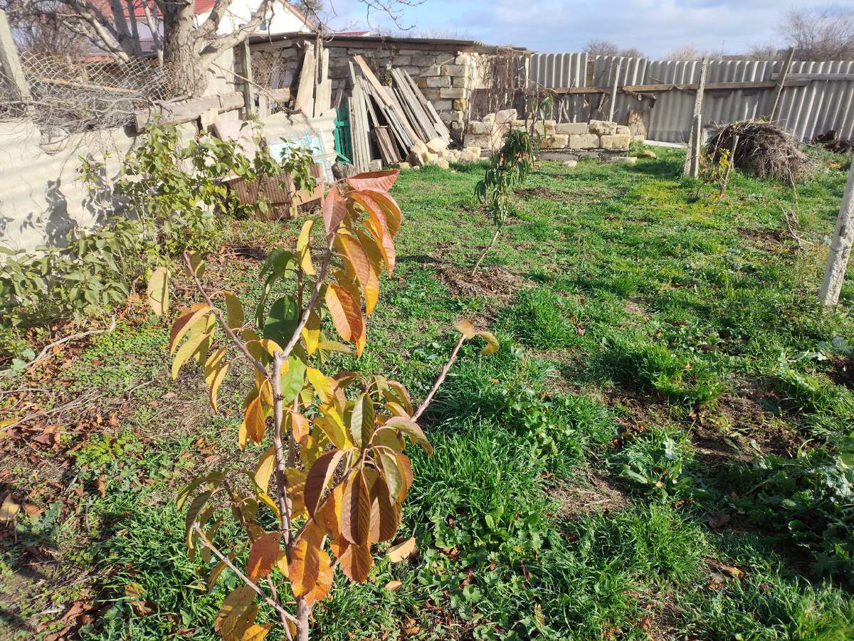 Три деревца, одна черешня и два миндаля