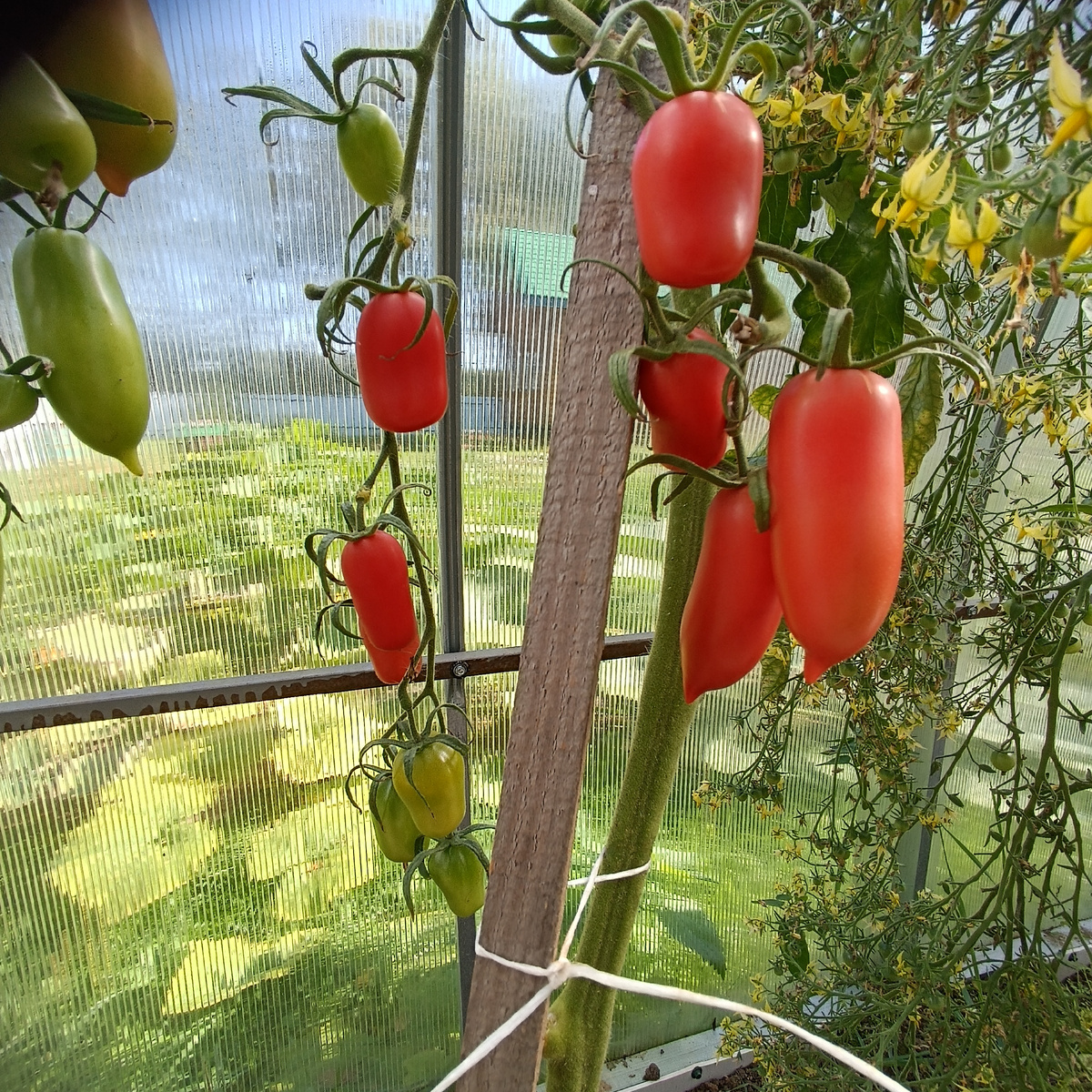 Пасто-итальяно