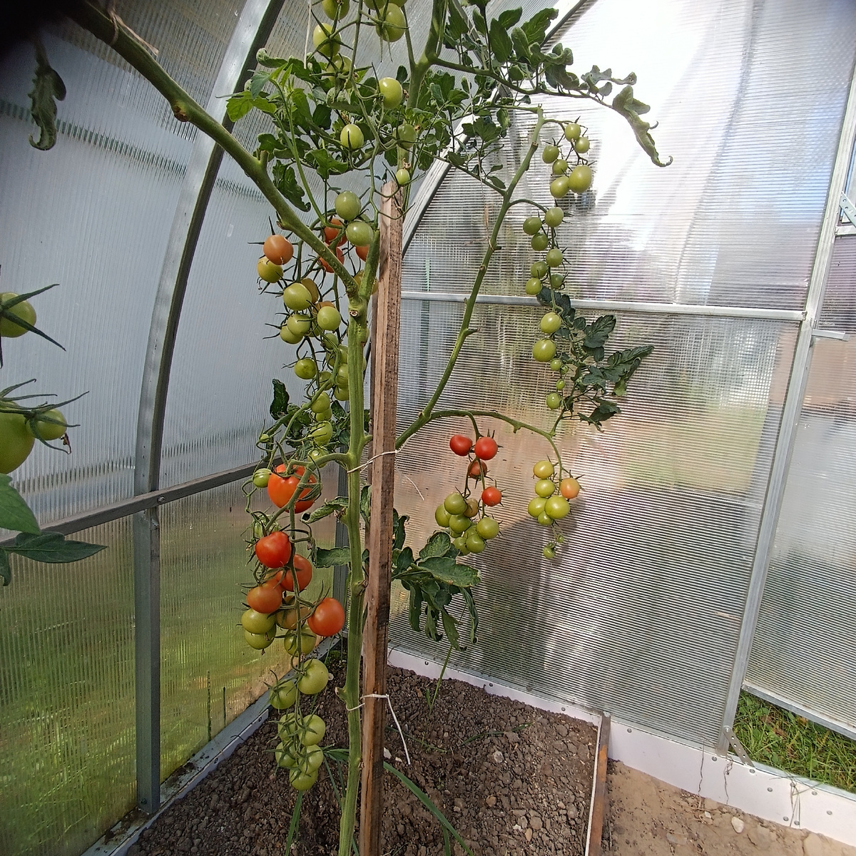 Алая каравелла 