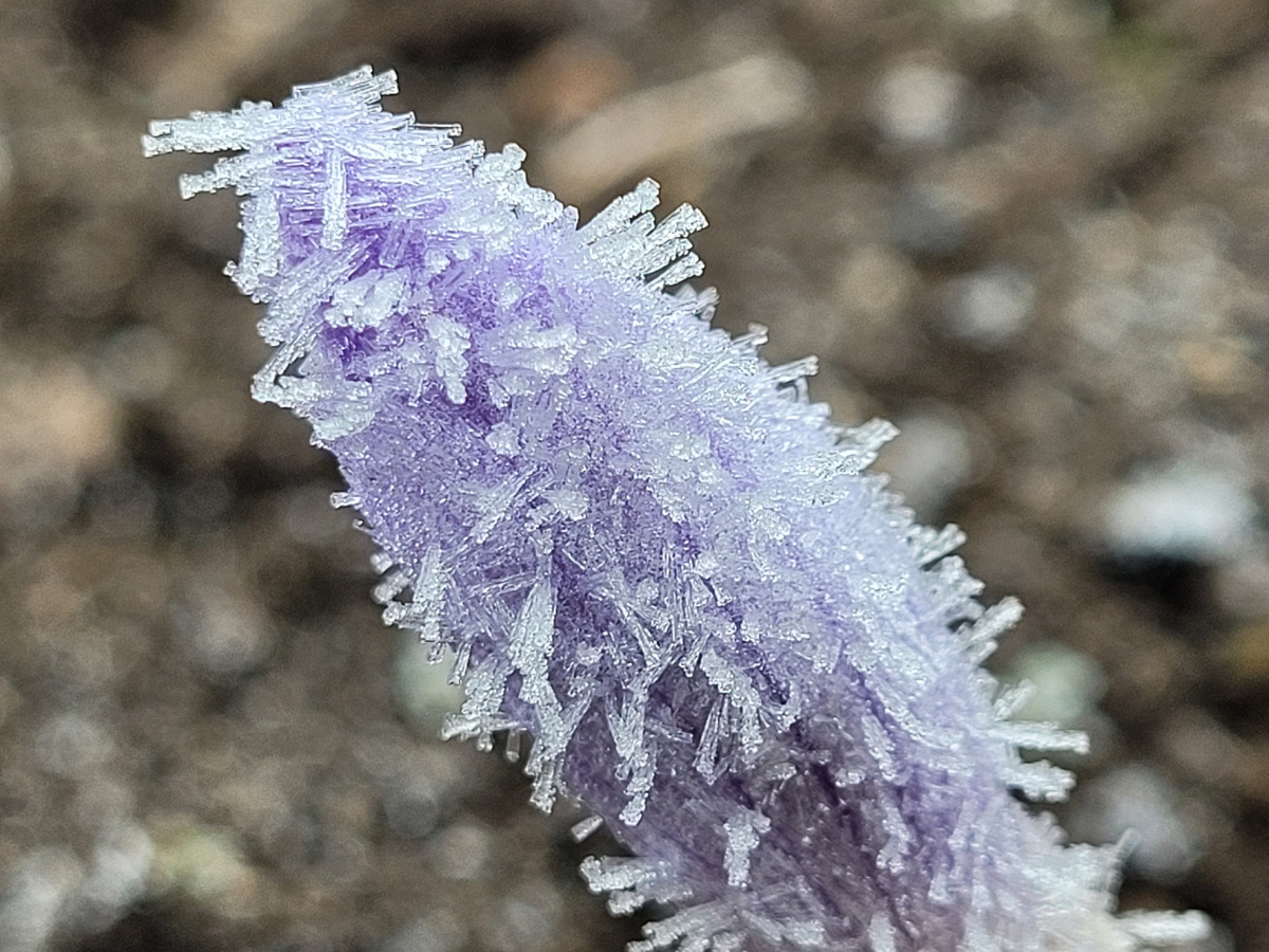 А у нас как в сказке, крокусы под Новый год) 