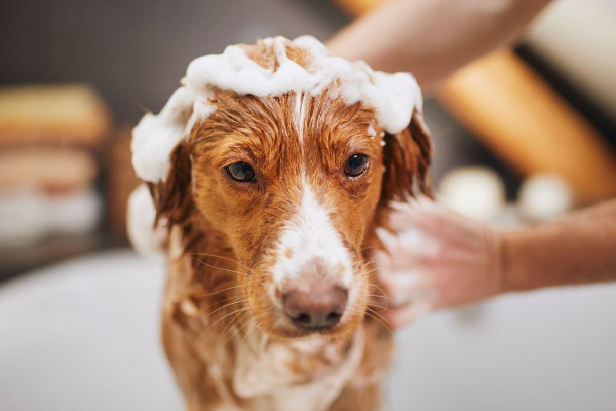 Купание собаки 