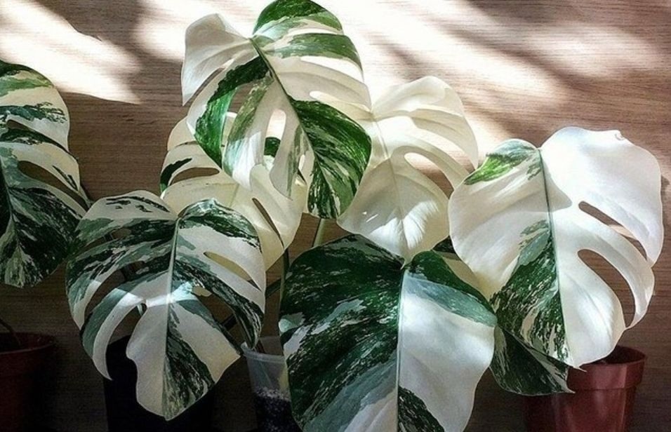 Монстера Альба