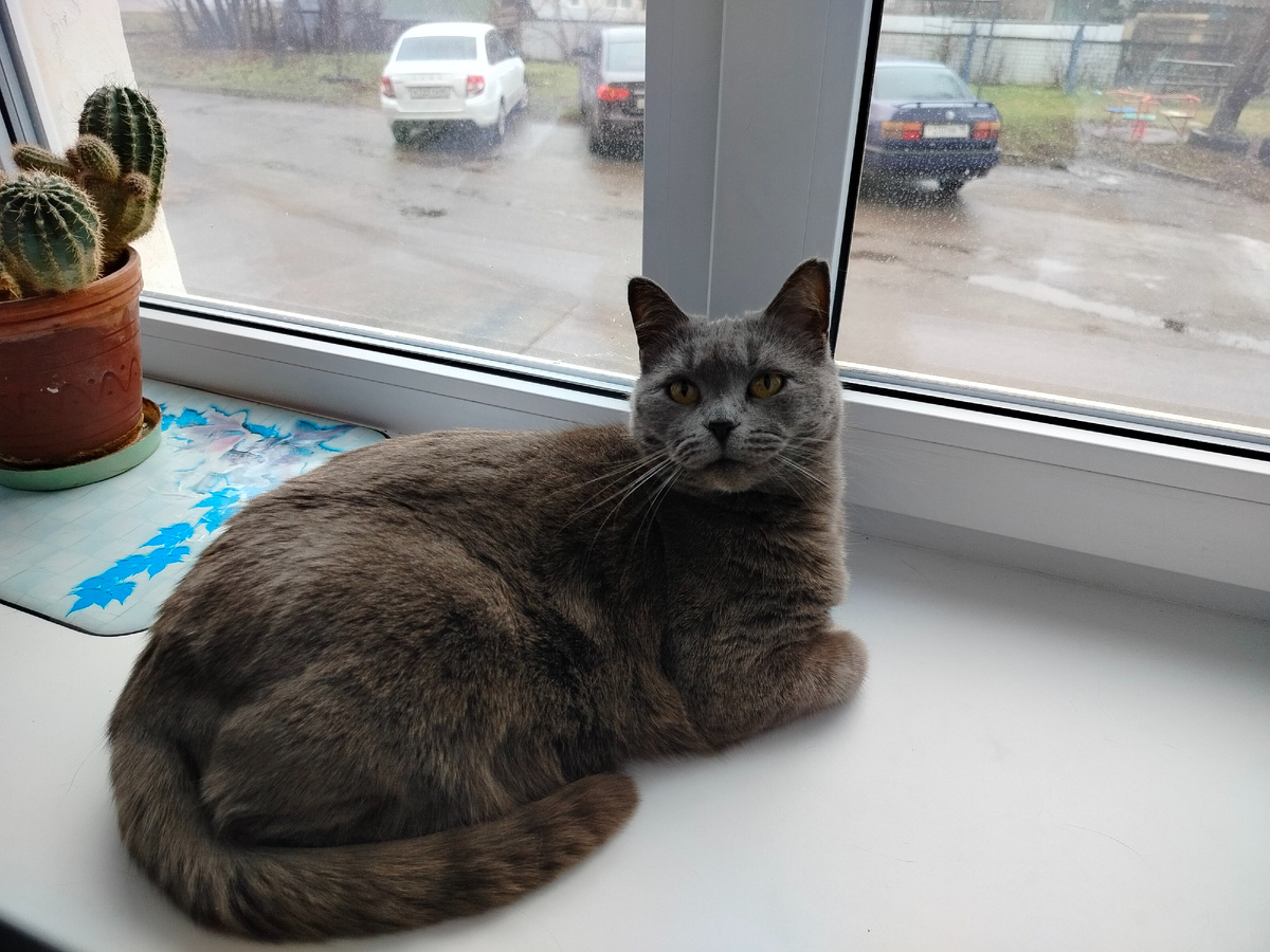 Я: - Дымка, я гулять. Остаешься за хозяйку! Дымка взглядом: - Может, передумаешь? Погода не айс. Дождь только недавно перестал...