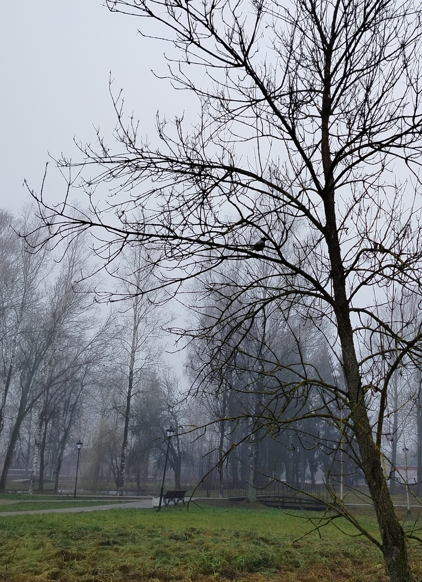 Одна на дереве устроилась. Видите? А ее подруги полетели в центр парка