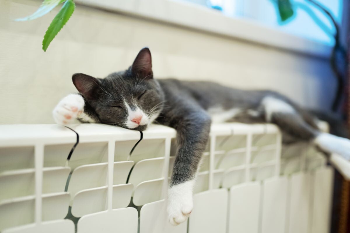 Почему кошка спит на батарее